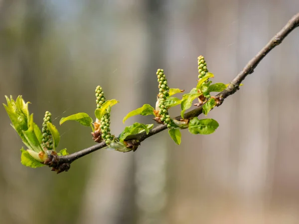 Bourgeons Vert Vif Sur Fond Flou — Photo