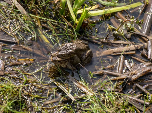 picture with common frogs pairing in a pond, couple of frogs are sitting in the pond  in spring period, detailed photo of two frogs.
