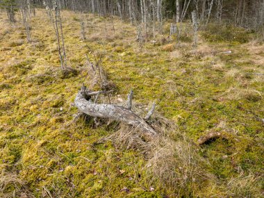 Bataklık desenli resim, bataklık bitkilerinin parçaları, arka plan için uygun