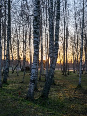 İlkbaharda huş ağacı korusu, sabahın erken saatlerinde, arka plan fotoğrafı