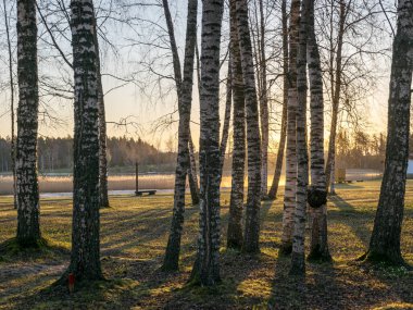 İlkbaharda huş ağacı korusu, sabahın erken saatlerinde, arka plan fotoğrafı