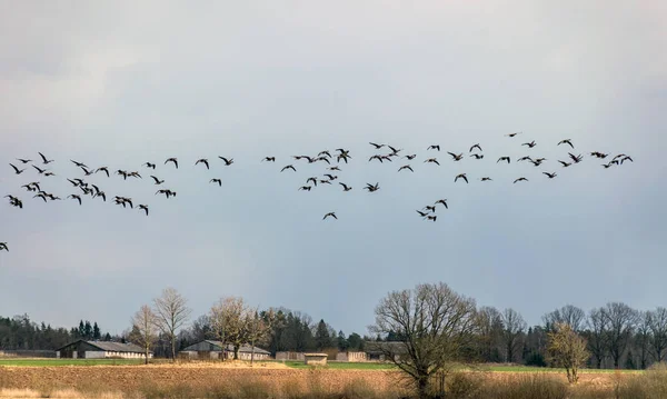 Krajobraz Ptakami Latającymi Migracja Ptaków Wiosną Jesienią Ptaki Niebie — Zdjęcie stockowe