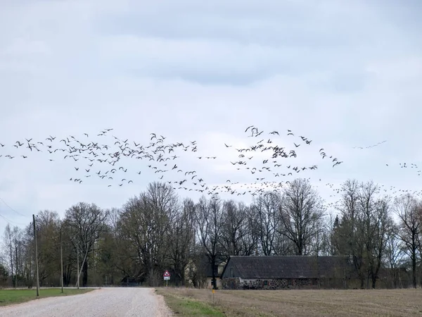 Krajobraz Ptakami Latającymi Migracja Ptaków Wiosną Jesienią Ptaki Niebie — Zdjęcie stockowe