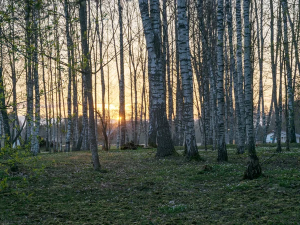 Lkbaharda Huş Ağacı Korusu Sabahın Erken Saatlerinde Arka Plan Fotoğrafı — Stok fotoğraf