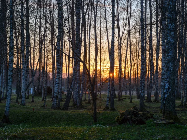 İlkbaharda huş ağacı korusu, sabahın erken saatlerinde, arka plan fotoğrafı