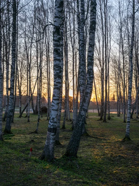 İlkbaharda huş ağacı korusu, sabahın erken saatlerinde, arka plan fotoğrafı