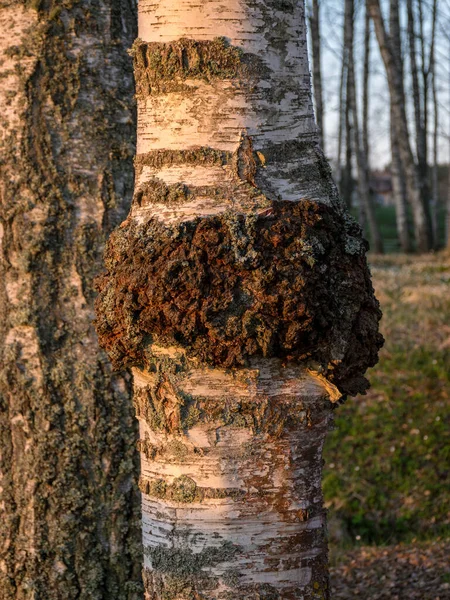 图片上的白桦树上有一个黑色的沙加蘑菇 在早上常被称为香菇 桦树的山核桃 — 图库照片