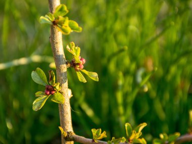 İlk bahar tomurcuklarıyla gün doğumunda resim, sabahın erken saatlerinde arka plan fotoğrafı.