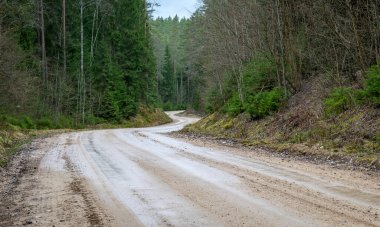 Islak toprak bir yolun geçtiği ladin ormanı olan bir manzara.