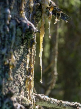 Kurumuş gri bir ağacın üzerine bir damla reçine. Hasarlı bir ağaçtan reçine akar. Taze damlalar, ladin ağacından akan ahşap reçine.