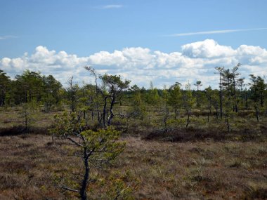 Baharda bataklık, bataklık çamları, yosunlar, eski kuru otlar, lichens