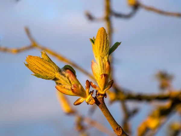 picture with the first spring buds in sunrise, backlight picture early in the morning