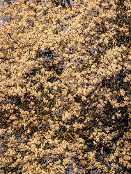 Spring Landscape Beautiful Flowering Caucasian Plum Tree White Flowers Morning — Stock Photo, Image