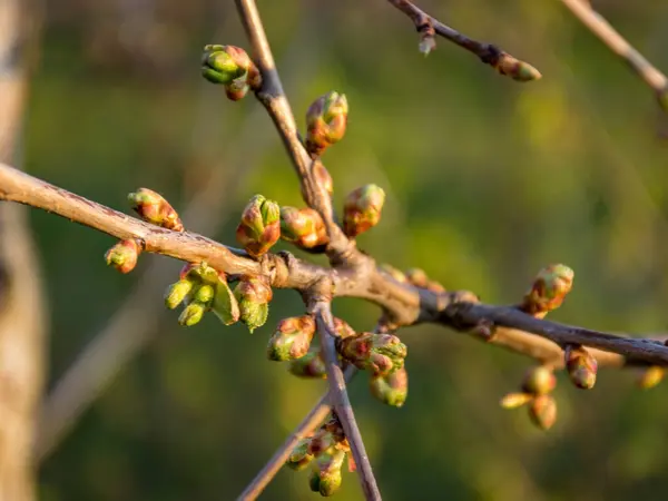 Image Avec Les Premiers Bourgeons Printemps Lever Soleil Image Contre — Photo