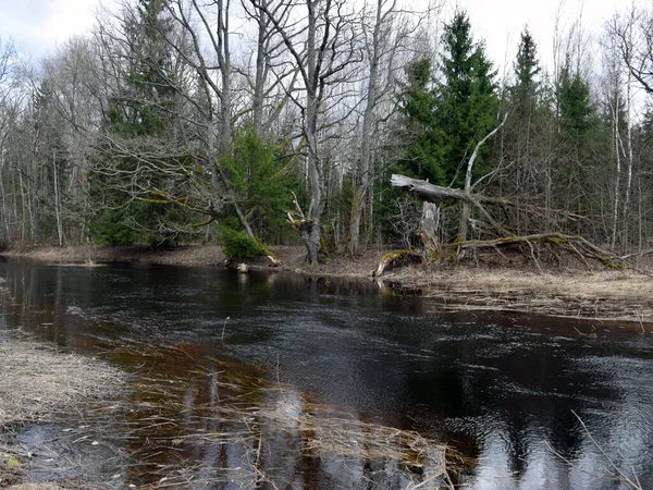 小さな野生の川 乾燥した古い草や倒木で覆われた川の銀行 緑のない早春 虎間川 Soomaa エストニア — ストック写真
