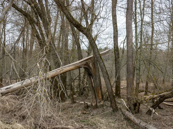 Paysage Sauvage Vieux Arbres Vieille Herbe Sèche Temps Nuageux Castor — Photo