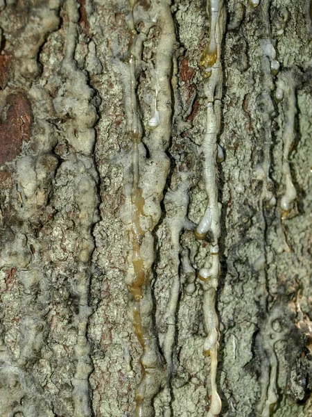 Крапля Смоли Сухому Дереві Сірого Кольору Смола Тече Від Пошкодженого — стокове фото