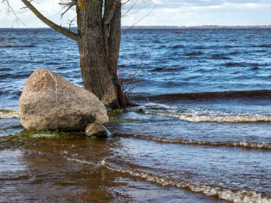 Gölde yalnız ağaç ve taşlar, rüzgar ve dalgalar göl kıyısına çarpıyor, rüzgarlı bahar günü
