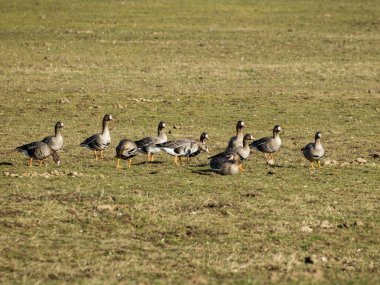 Tarım tarlaları mola yerleri olarak, kazlar enerji kaynaklarını yenilemek, bahar göçleri, Burtnieki, Latvija