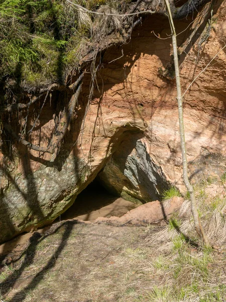 picture with a sandstone wall and tree roots, a cave covered with moss and lichens