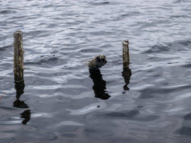 soyut resim ağaç dalları ve su yansımaları, su dokusu