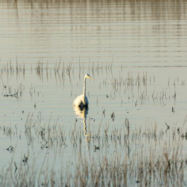 Letonya, Burtnieku Gölü 'nde balık yakalayan büyük balıkçıl.