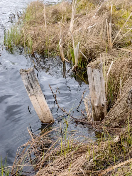 Bild Mit Moorstruktur Fragmenten Von Moorpflanzen Für Hintergrund Geeignet — Stockfoto