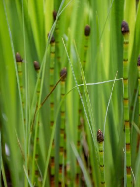 Bulanık bir zemindeki ilkbahar bitkilerinin ilk yeşil parçaları.