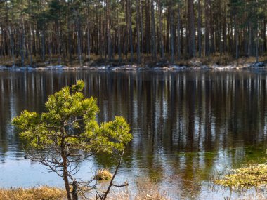 Bulanık göl arka planında ön planda çam dalı olan bir fotoğraf.