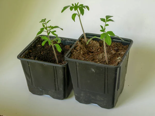 Picture Green Tomato Seedlings Flower Pot Light Background — Stock Photo, Image