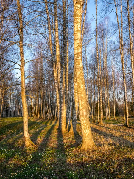 Lkbaharda Huş Ağacı Koruluğuyla Manzara Sabahın Erken Saatlerinde Yerde Uzun — Stok fotoğraf