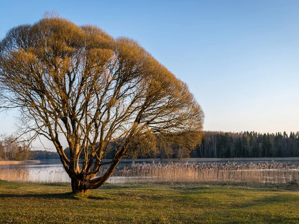 Landskap Med Trä Silhuetter Tidig Vår Morgon Den Första Gröna — Stockfoto