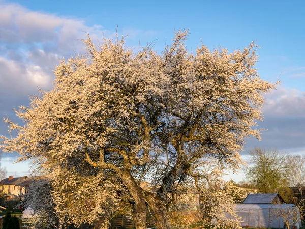 Spring Landscape Beautiful Flowering Caucasian Plum Tree White Flowers Morning — Stock Photo, Image