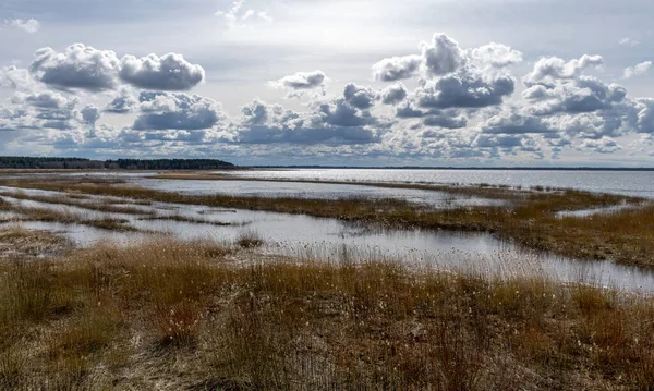Zalewany Brzeg Jeziora Porośnięty Zeszłorocznymi Trzcinami Krzewami Migracja Ptaków Piękne — Zdjęcie stockowe