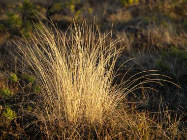 Bataklık bitkisi, arka plan resmi Madiesenu bataklığı, Kocenu bölgesi, Letonya