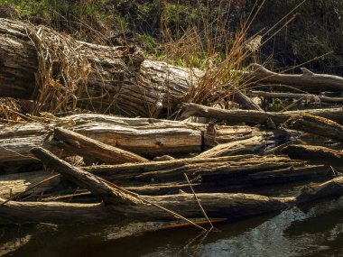 Küçük, vahşi bir nehir kıyısına sahip manzara, nehri geçen devrilmiş ağaç gövdeleri, ilk bahar yeşilliği, bir balıkçı teknesinden manzara, Sedas Nehri, Letonya