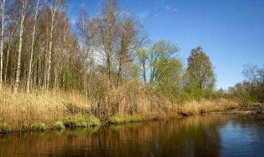 Küçük, vahşi bir nehir kıyısına sahip manzara, ilk bahar yeşilliği, geçen yılın sazlıkları, sudaki ağaç yansımaları, Seda Nehri, Letonya