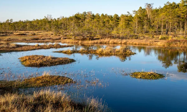 Colorful Evening Sunset Bog Lake Crystal Clear Lake Bog Evening — Stock Photo, Image