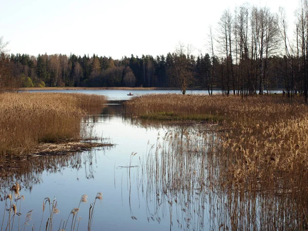 Gyönyörű Táj Part Egy Kis Vad Folyó Első Tavaszi Növényzet — Stock Fotó