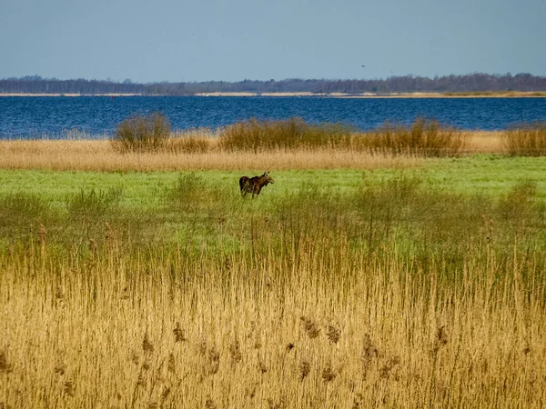 bright landscape with lake shore, flooded lake meadows, blurred elk silhouette in the background of the landscape, Silzemnieki meadows, Burtnieks, Latvia