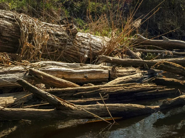 Paysage Avec Une Petite Rive Sauvage Troncs Arbres Tombés Traversant — Photo