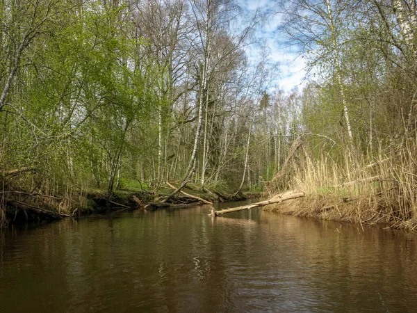 Krajobraz Małym Dzikim Brzegiem Rzeki Pierwsza Wiosenna Zieleń Zeszłoroczne Trzciny — Zdjęcie stockowe