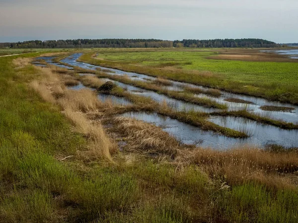 bright landscape with lake shore, flooded lake meadows, first spring greenery, wallpaper, Silzemnieki meadows, Burtnieks, Latvia