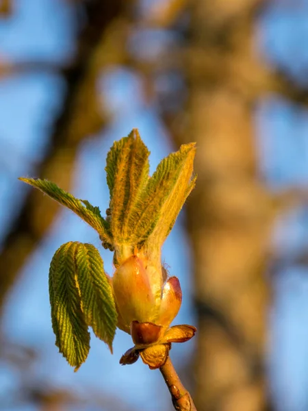 Bild Mit Den Ersten Frühlingsknospen Sonnenaufgang Hintergrundbild Frühen Morgen — Stockfoto