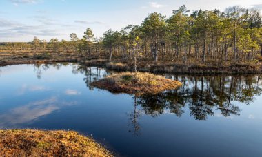 Bataklık gölü üzerinde akşam ve gün batımı, göl kenarında kristal berrak göl ve göldeki turba adası ve arka planda bataklık çamı olan güzel bir manzara. Madieseni bataklığı, Kocenu bölgesi, Letonya