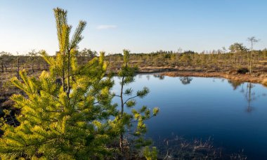 Bataklık bitkisi olan vahşi bataklık manzarası, ön planda bataklık çamı dalı, Madiesenu bataklığı, Kocenu bölgesi, Letonya