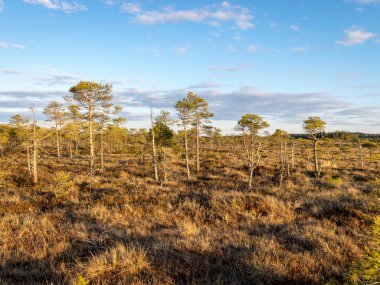 Bataklık bitkisi, arka plan resmi Madiesenu bataklığı, Kocenu bölgesi, Letonya