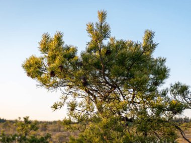 Bataklık bitkisi olan vahşi bataklık manzarası, ön planda bataklık çamı dalı, Madiesenu bataklığı, Kocenu bölgesi, Letonya