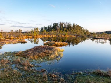 Bataklık gölünün üzerinde renkli bir akşam ve gün batımı, kristal berrak göl ve akşamları bataklık, suda yansımalar. Arka planda çam ağacı. Madieseni bataklığı, Kocenu bölgesi, Letonya