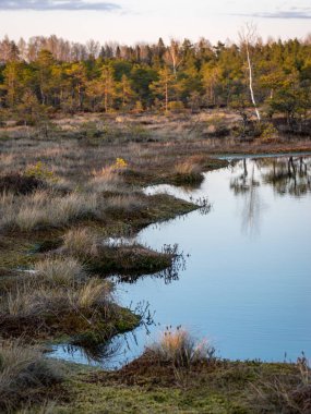 Bataklık ağaçlar ve sazlıklarla kaplanmış, gün batımında bataklık gölü, ön planda bataklık bitkisi, Madieseni bataklığı, Kocenu bölgesi, Letonya